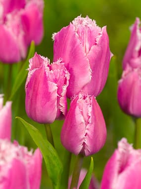 Multi flowering family tulips