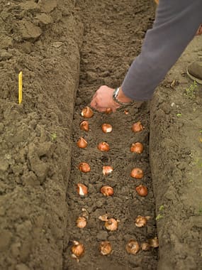 How to plant tulip bulbs from Holland