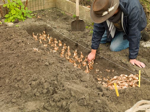 Como plantar bolbos de narcisos da Holanda