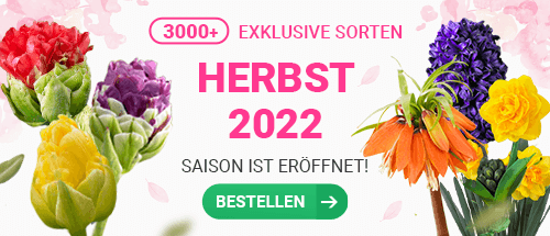 Blumenzwiebeln 2022