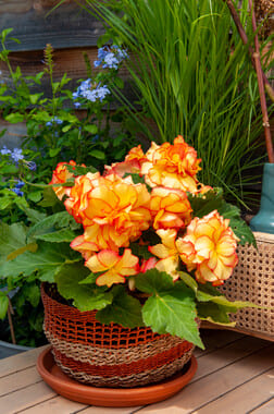 Begonia Flowers for Sale
