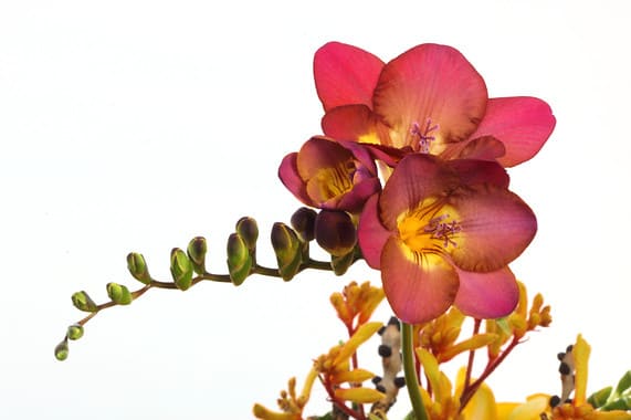 Flores de freesia Plantas