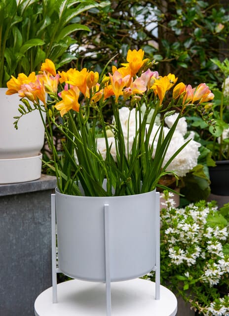 100x Freesia a fleurs simple melange floraison estivale Bulbes à fleurs BULBi® Holland 100% garantie de floraison 