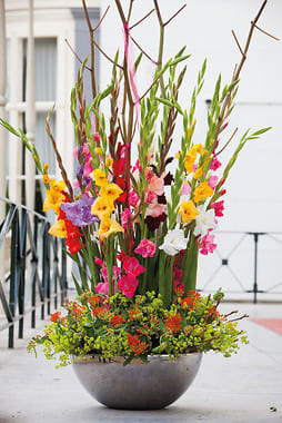 Naranja - Amsterdam Flower Bulbs Online ® Bulbos de flores de verano Gladiolo Peter Paers 50 PCS 