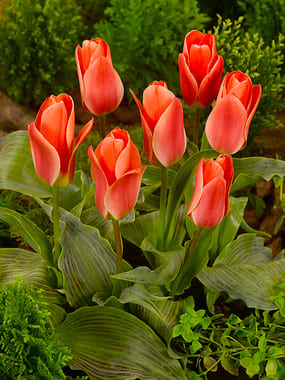 Greigii Tulip Bulbs