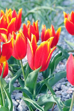 Species Tulip Bulbs