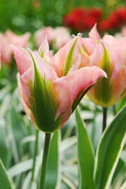 Viridiflora Tulip Bulbs
