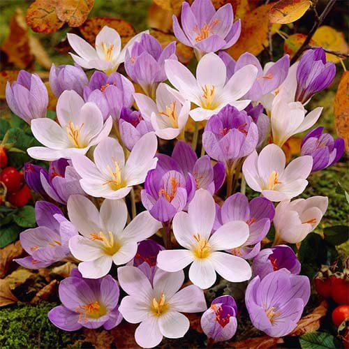 Yellow - Purple - November - March - Autumn Flowering Crocuses