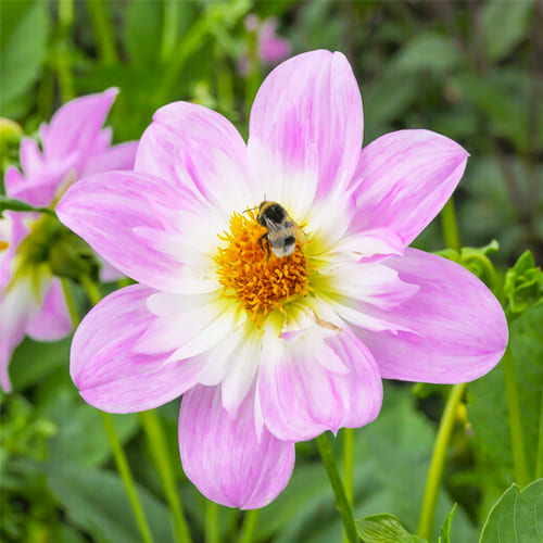 Non - Bulbes à fleurs pour abeilles