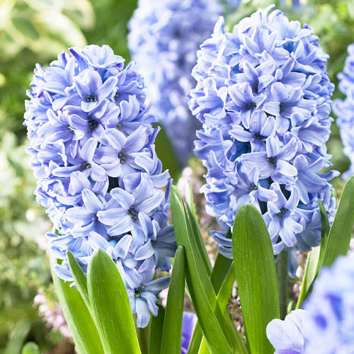 Pink - Multicolor - Blue - Blue Hyacinths