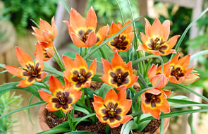 Botanische tulpen