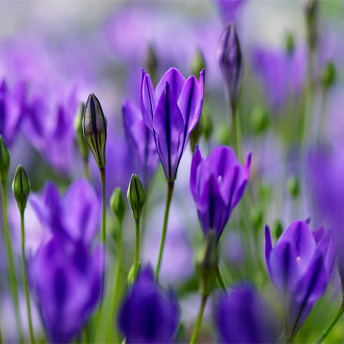 Multicolor - Purple - Brodiaea