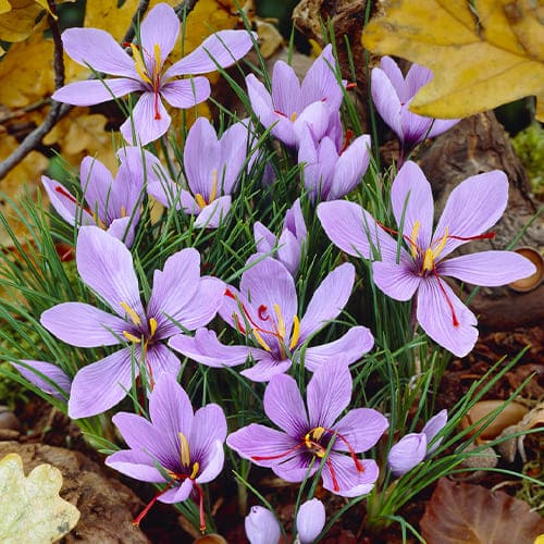 November - March - Crocus Sativus (Saffron Crocus)