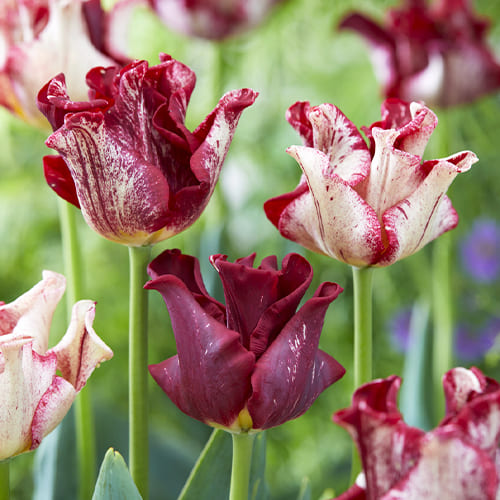Green - Red - Crown (Coronet Tulips)