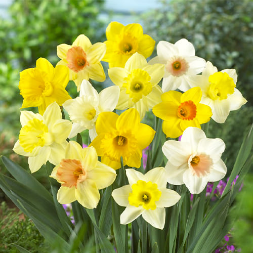 Daffodils and Narcissus