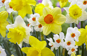 Daffodils and Narcissus Bulbs