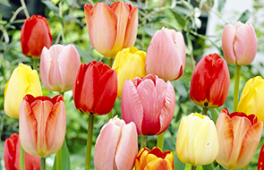 Tulipes hybrides Darwin