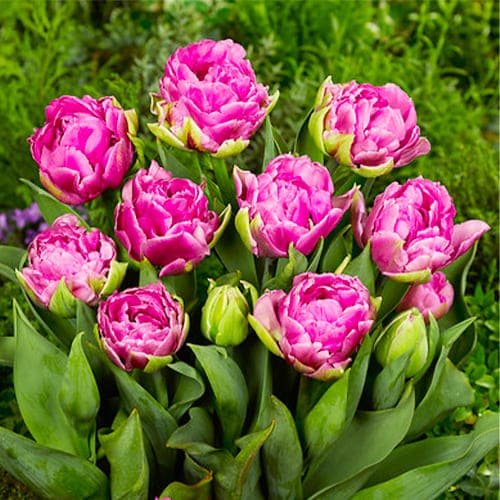 Tulipanes dobles tempranos