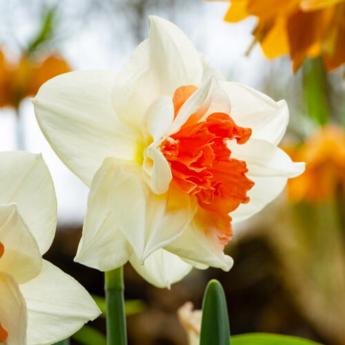 Muy fragante  - Bulbos de flor de doble floración