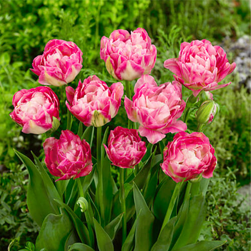Podwójne późne tulipany