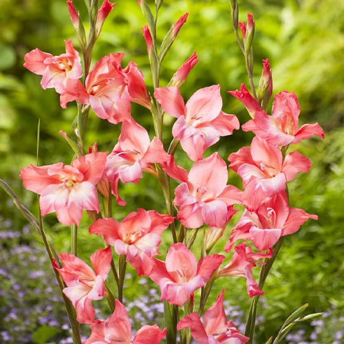 Lilac - Dwarf Flowering Gladiolus