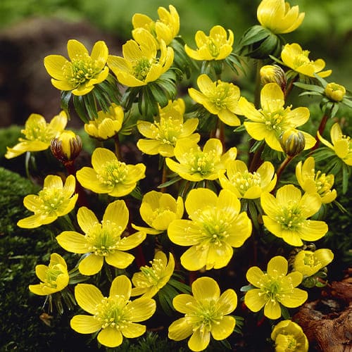 Very early - No fragrance - Eranthis (Winter Aconite)