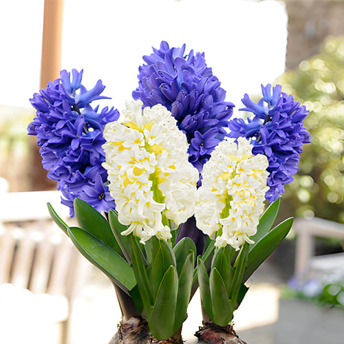 Double - Fragrant Hyacinths