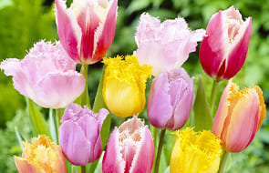 Tulipanes de flecos (Crispa)