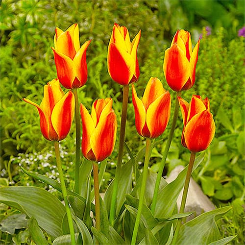 Zone 4-5 - Zone 3-4 - Greigii Tulips