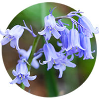 Hyacinthoides Hispanica (sinikello)