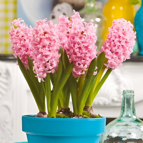 Hyacinths For Pots