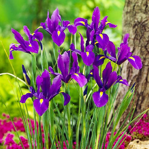 Yellow - Violet - Purple - Iris Hollandica (Dutch Iris)