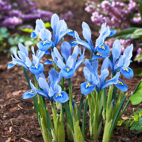 Blue - Iris Reticulata (Reticulated Iris)