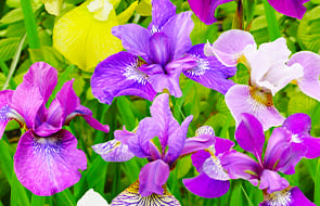 Iris Siberica (Siberiana)
