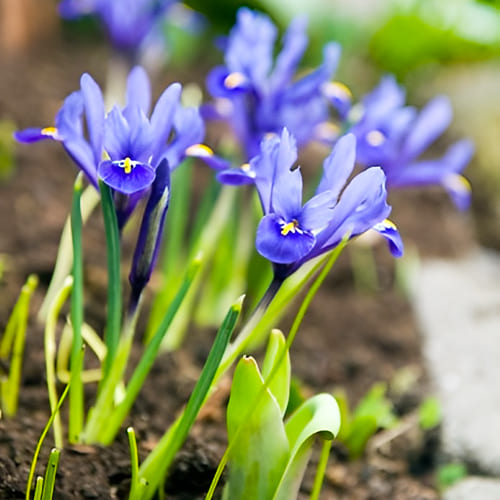Blue - Iris Species