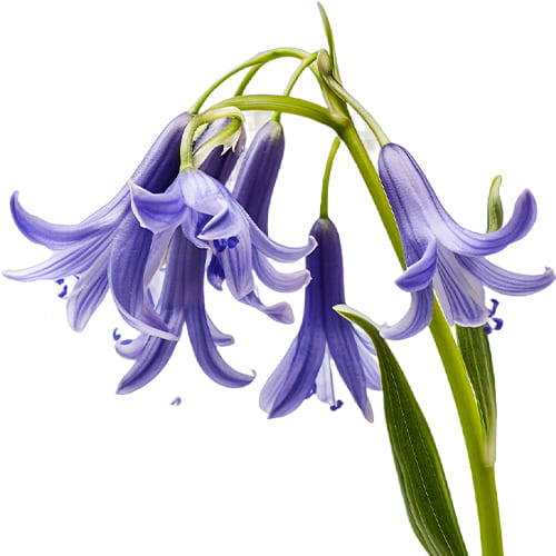 Ixiolirion (Siberian Lily)