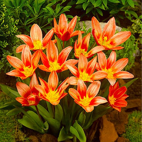 Yes - Single - Kaufmanniana Tulips