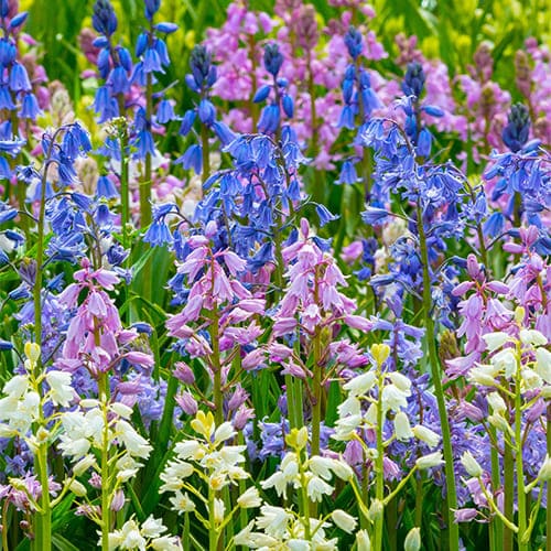 Pink - Multicolor - Large-Flowering Hyacinthoides (Bluebell)