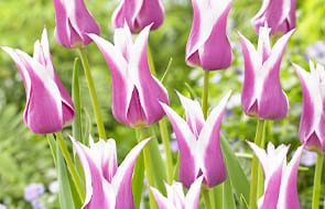 Tulipanes de flor de lis