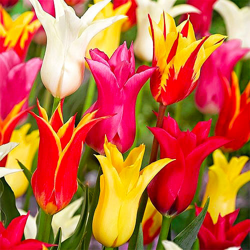 Jaune - Rouge - Tulipes à fleurs de lys
