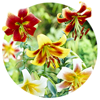 Multicolor - Black - Fragrant - OT Hybrid Lilies