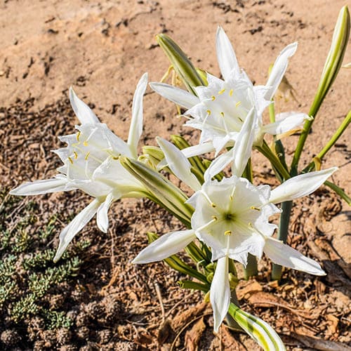 Multicolor - Yellow - Pancratium (Sand Lily)