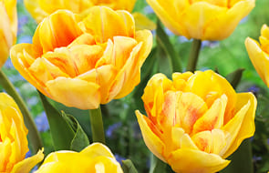 Pfingstrose Blühende Tulpen Zwiebeln