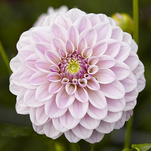 Bicolor - Lilac - Vaaleanpunaiset Dahliat