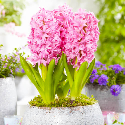 Single - Mid-early - Pink Hyacinths