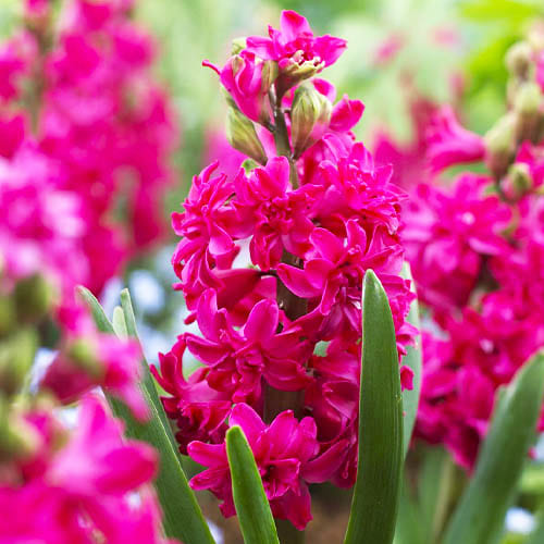 Multicolor - Black - White - Red Hyacinths