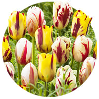 Rembrandt Tulips