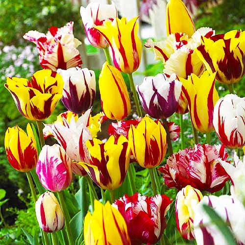 Black - Multicolor - Rembrandt Tulips