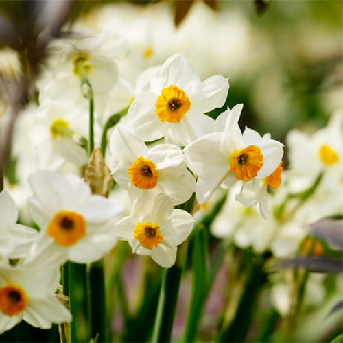 Scented Flower Bulbs