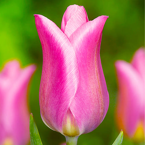 Yes - Single Early Tulips